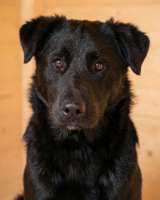 Кира и Миша, ласковые умные щенки-подростки ищут дом