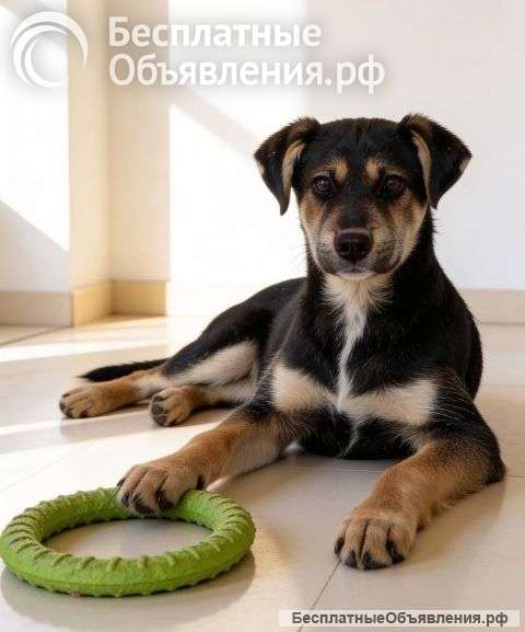 Щенок-подросток Индеец ищет дом