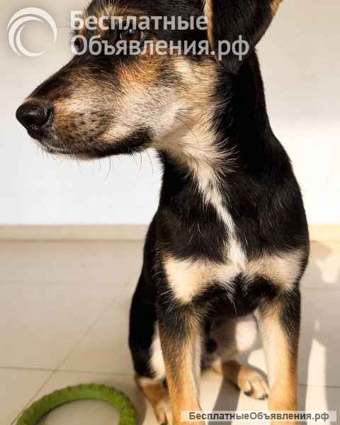 Щенок-подросток Индеец ищет дом