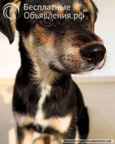 Щенок-подросток Индеец ищет дом