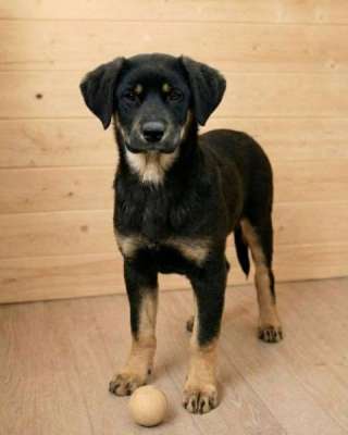 Красавица Каштанка, ласковый щенок-подросток ищет дом