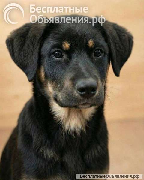 Красавица Каштанка, ласковый щенок-подросток ищет дом