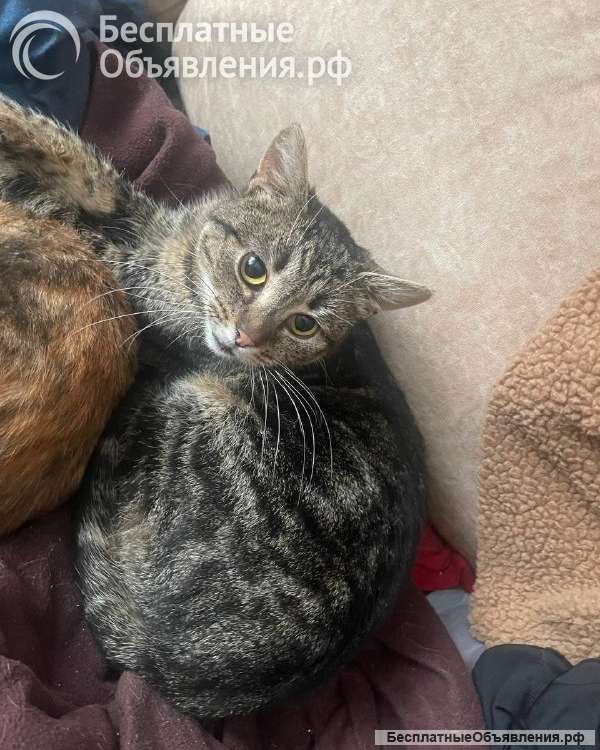 Кот Джо ищет дом