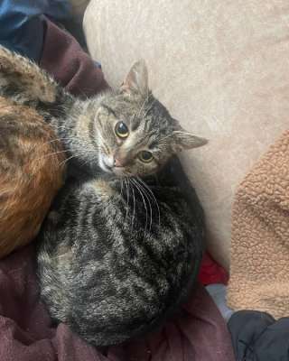 Кот Джо ищет дом