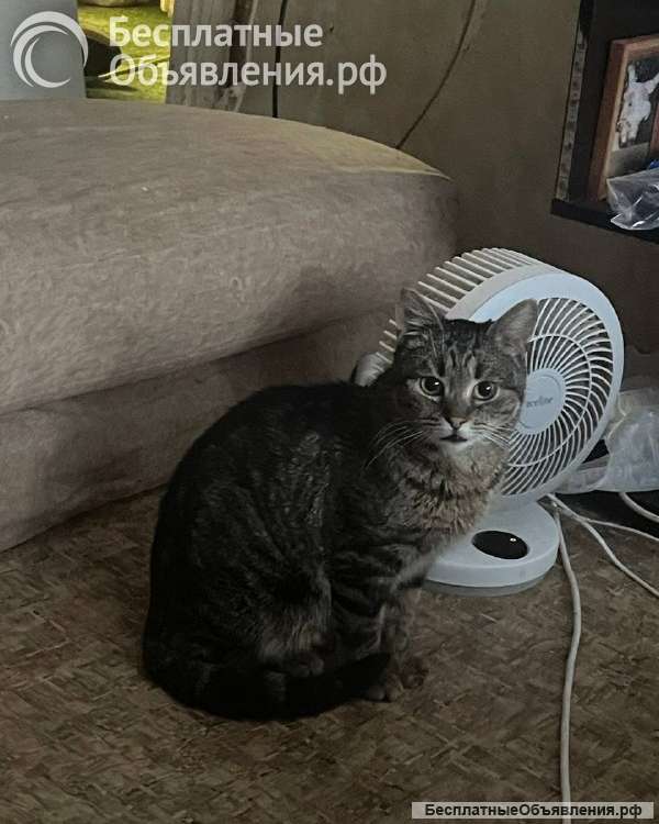 Кот Джо ищет дом