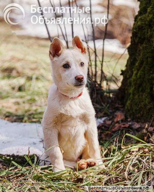 Бесподобный домашний щенок Пилот ищет дом