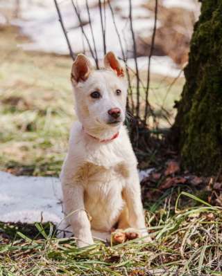 Бесподобный домашний щенок Пилот ищет дом