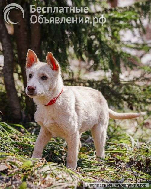 Бесподобный домашний щенок Пилот ищет дом