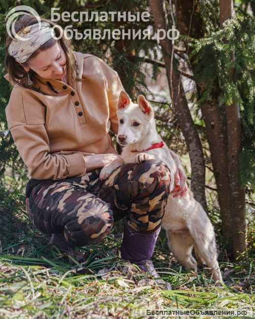 Бесподобный домашний щенок Пилот ищет дом