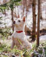 Бесподобный домашний щенок Пилот ищет дом