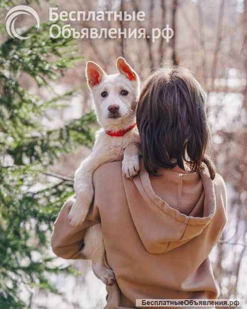 Бесподобный домашний щенок Пилот ищет дом