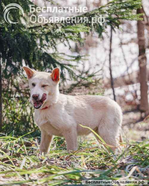 Бесподобный домашний щенок Пилот ищет дом