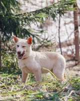 Бесподобный домашний щенок Пилот ищет дом