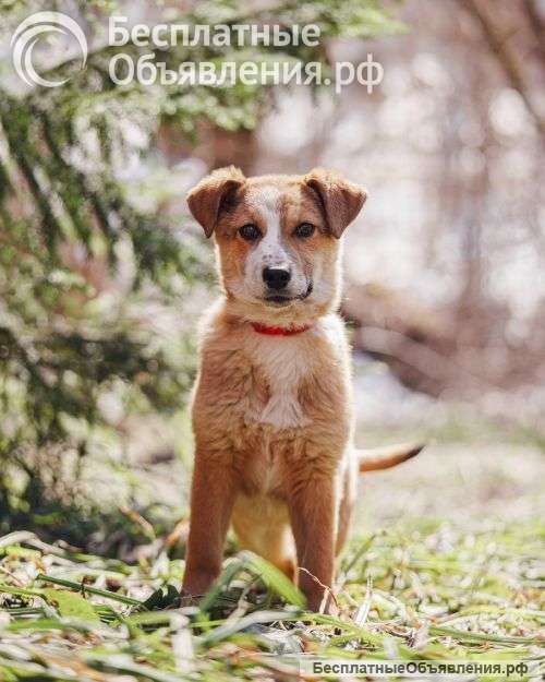 Милейшая Дива, домашняя девочка-щенок ищет дом