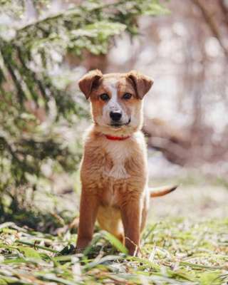 Милейшая Дива, домашняя девочка-щенок ищет дом