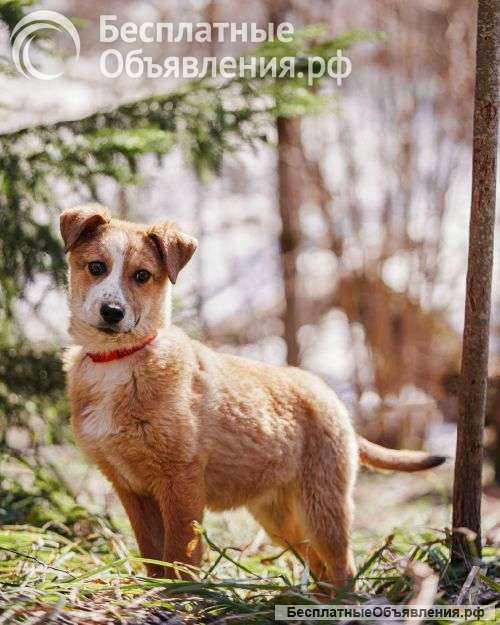 Милейшая Дива, домашняя девочка-щенок ищет дом