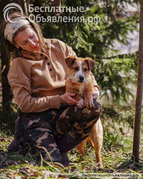 Милейшая Дива, домашняя девочка-щенок ищет дом