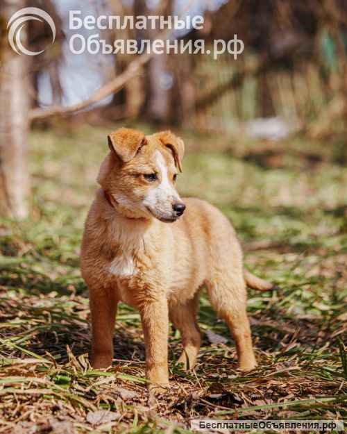 Милейшая Дива, домашняя девочка-щенок ищет дом