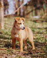 Милейшая Дива, домашняя девочка-щенок ищет дом