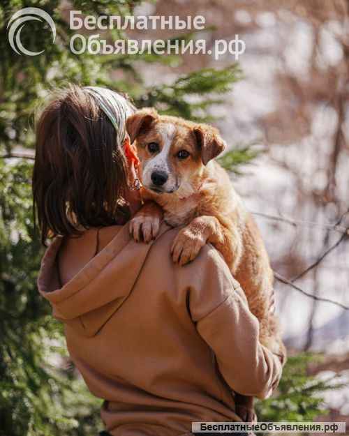 Милейшая Дива, домашняя девочка-щенок ищет дом