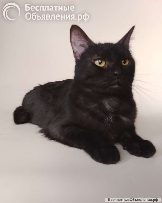 Сабрина ищет дом