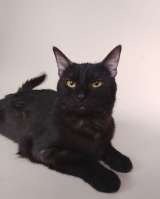 Сабрина ищет дом