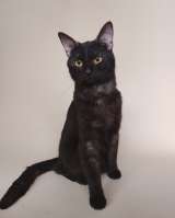 Сабрина ищет дом