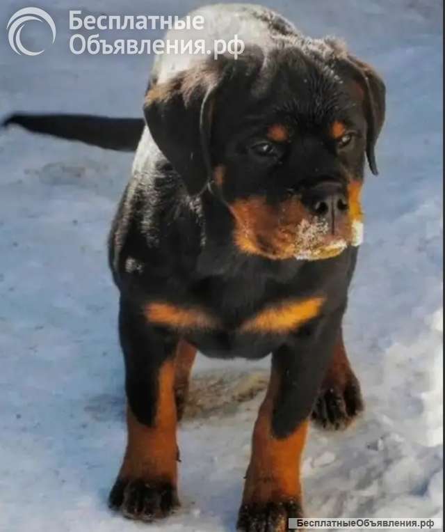 Подрощенная малышка, ротвейлер