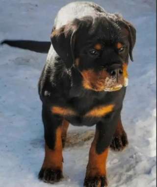 Подрощенная малышка, ротвейлер