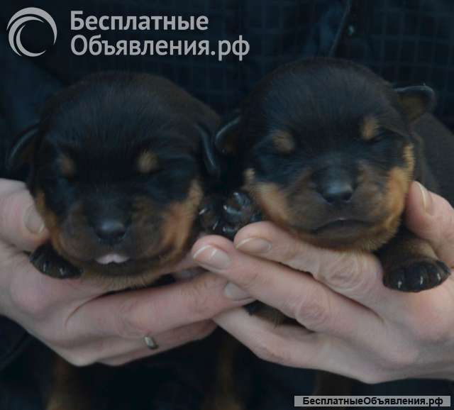 Щенки ротвейлера под ранее бронирование