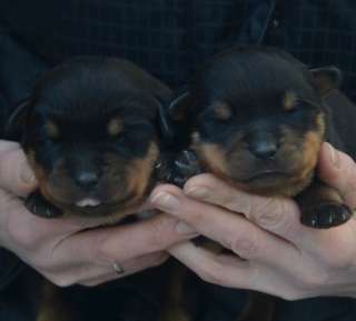 Щенки ротвейлера под ранее бронирование