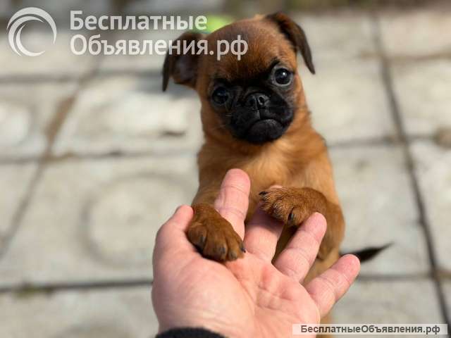 Пти брабансон рыжая девочка. Апрель 2026