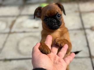 Пти брабансон рыжая девочка. Апрель 2026