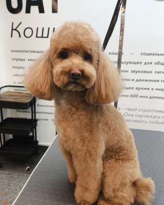 Стрижки и тримминг собак в Ясенево