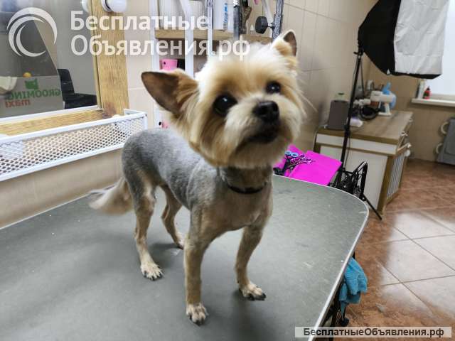 Стрижки и тримминг собак в Ясенево