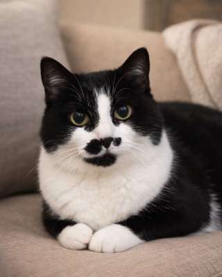 Кошечка Буся ищет дом