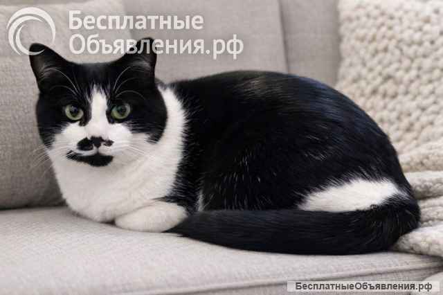 Кошечка Буся ищет дом