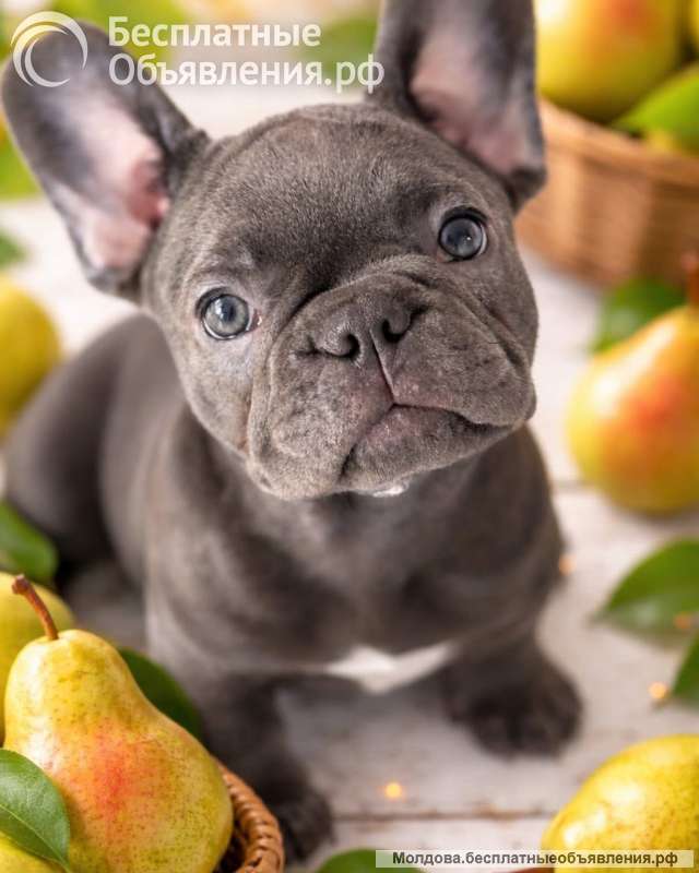 Щенки продаются французкий бульдог