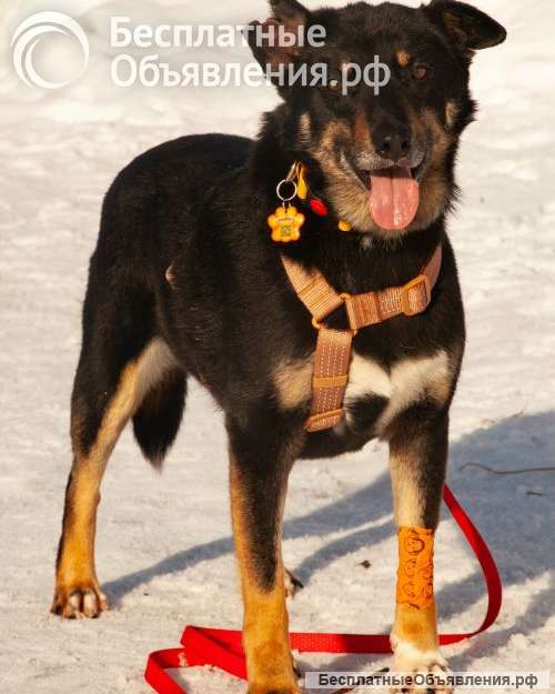 Вива не помнящая зла