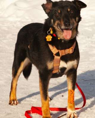 Вива не помнящая зла