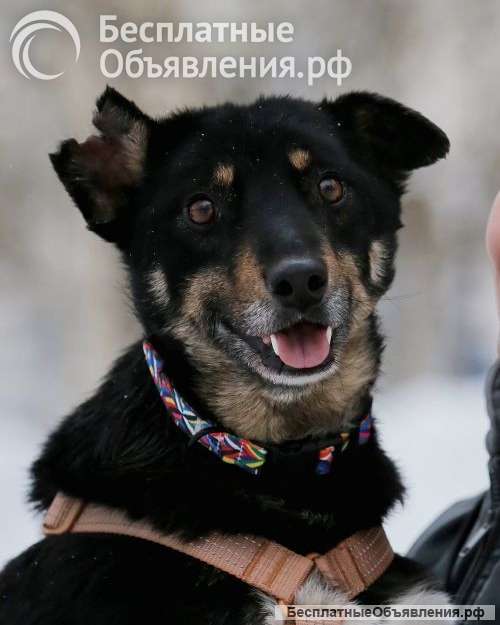 Вива не помнящая зла