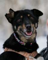 Вива не помнящая зла