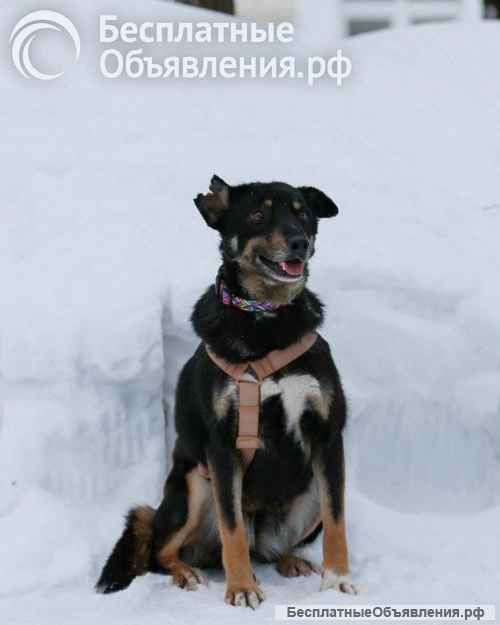 Вива не помнящая зла