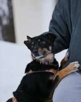 Вива не помнящая зла