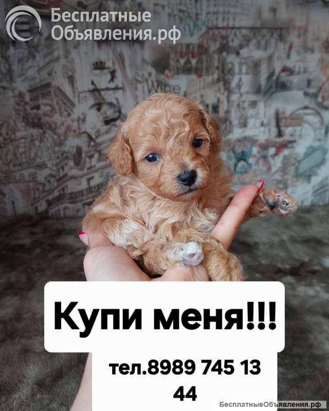 Щенки Бишон-фризе (Бишпу)