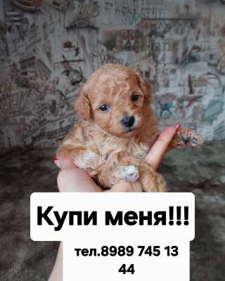 Щенки Бишон-фризе (Бишпу)