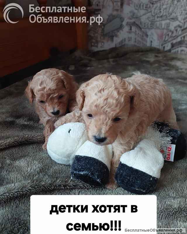 Щенки Бишон-фризе (Бишпу)