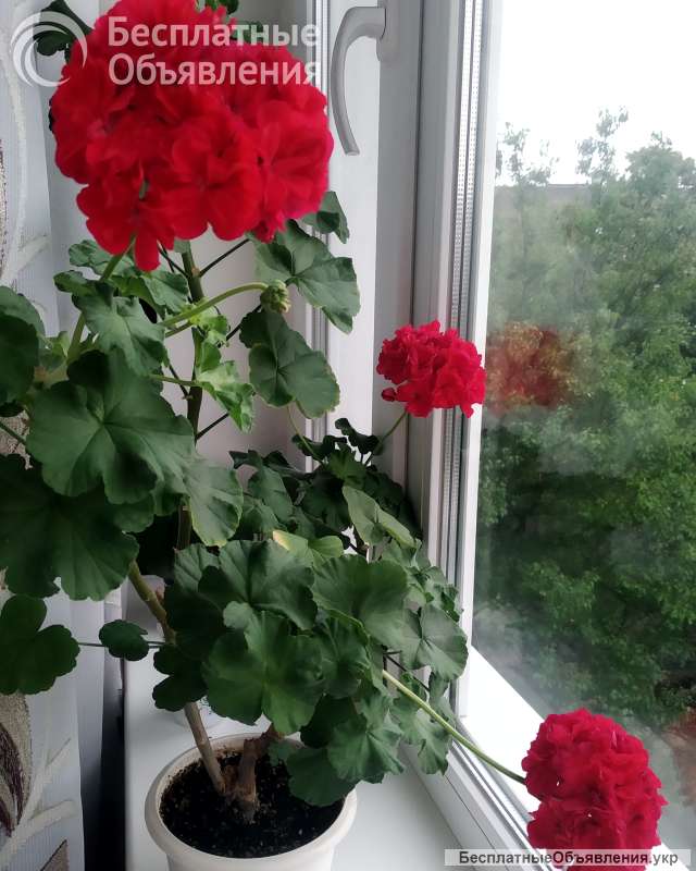 Пеларгония, комнатная герань, калачики