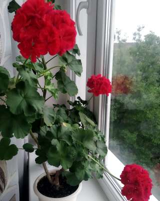 Пеларгония, комнатная герань, калачики