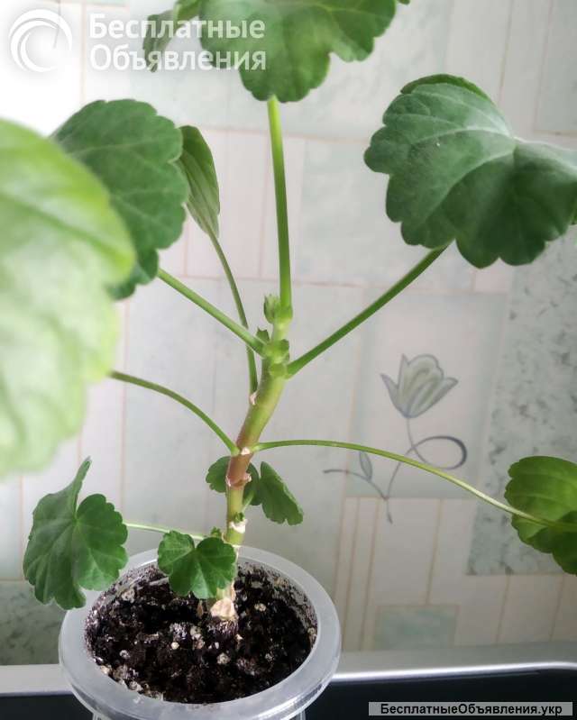 Пеларгония, комнатная герань, калачики